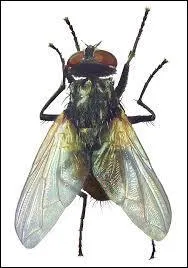 Quel est cet insecte ?