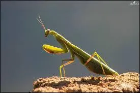 Quel est cet insecte ?