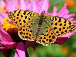 À quoi correspond cet insecte ?