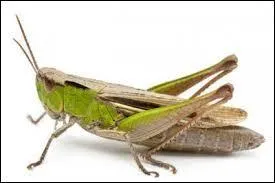 Quel est cet insecte ?