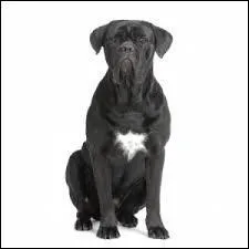 Quelle est cette race ? (je vous conseille d'agrandir la photo).