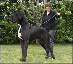 Quelle est cette race ?