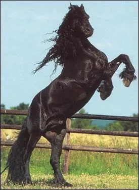 Tous les poils du frison sont ondulés. Vrai ou faux ?