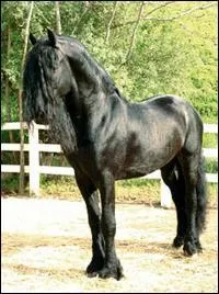 D'où vient le frison ?