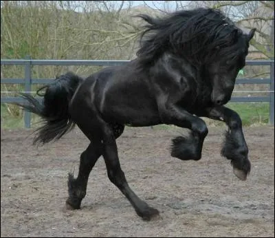 Quel est le surnom du frison ?