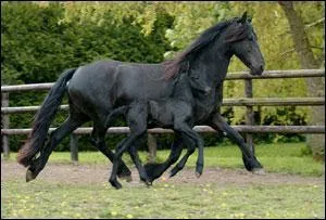 Le frison est utilisé principalement pour :