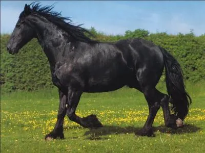 Le frison est une race :