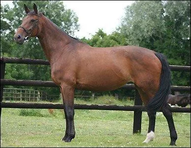 L'oldenbourg naît d'un :