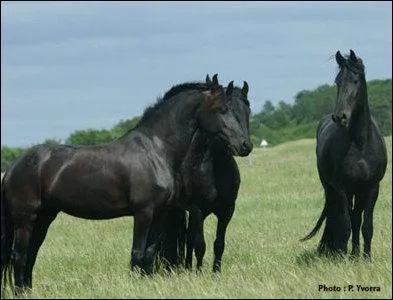 En quelle année le frison a-t-il été introduit en France ?