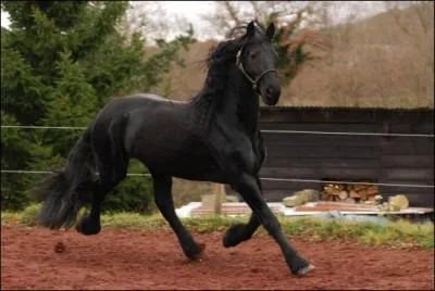Ce cheval n'est pas du tout un frison. Il vient d'un frison mais ce n'en est pas un. C'est :