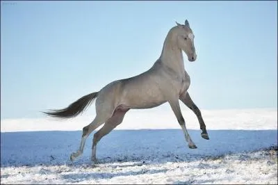 En quelle année l'akhal-téké a-t-il failli disparaître ?