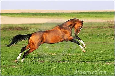 Quel est le caractère exact de l'akhal-téké ?