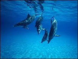En captivité, les dauphins ne vivent pas plus de :