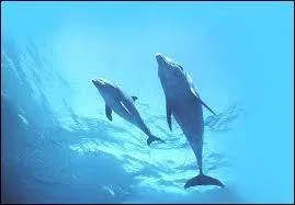 Combien de temps dure la gestation ?