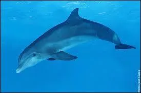 Que ne trouve-t-on pas chez un dauphin ?