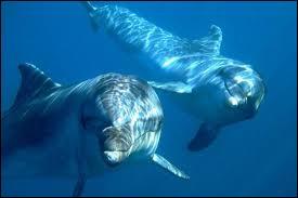 Quel est le nom grec du dauphin ?