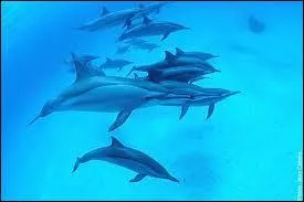 Le dauphin est :