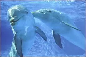 Où peut-on rencontrer un dauphin ?