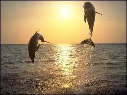 Quelle est la vitesse moyenne d'un dauphin ?