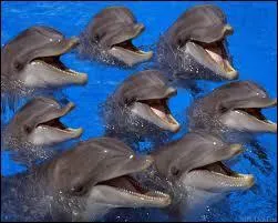 En liberté, ils peuvent atteindre l'âge de :