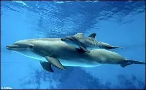 Les dents du bébé dauphin sortent :