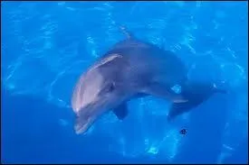 Comment appelle-t-on un dauphin vivant en solitaire ?