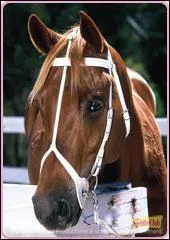 Quelle est la race de Windsong ?