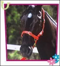 Qui est le cavalier d'Atlas ?