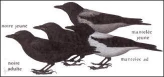 Le sens veut dire mal parler, mal s'exprimer ; il en est ainsi pour les ------ qui graillent.