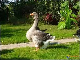 Il jargonne, c'est sûr, nous le savons, mais jase-t-il ?