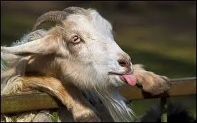 Il est simple de trouver le nom qui convient, cependant en être atteint rend l'élocution ou la compréhension moins facile qu'il n'y paraît.