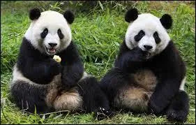 Comment dit-on  panda  en espagnol ?