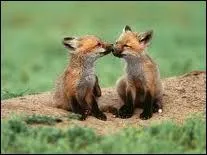 Comment dit-on "renard" en espagnol ?