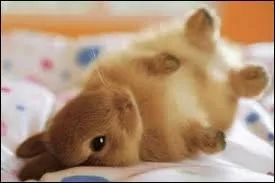 Comment dit-on "lapin" en espagnol ?