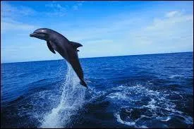 Comment dit-on  dauphin  en espagnol ?