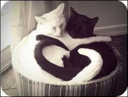 Comment dit-on  chat  en espagnol ?