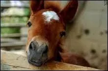 Comment dit-on  cheval  en espagnol ?