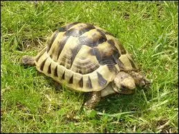 Comment dit-on  tortue  en espagnol ?