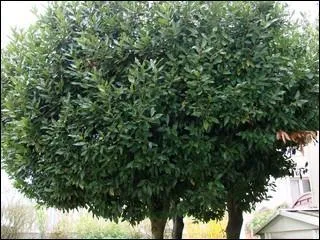 Jour 13 : arbuste à feuillage persistant, originaire du bassin méditerranéen, dont les feuilles sont indispensables au bouquet garni.