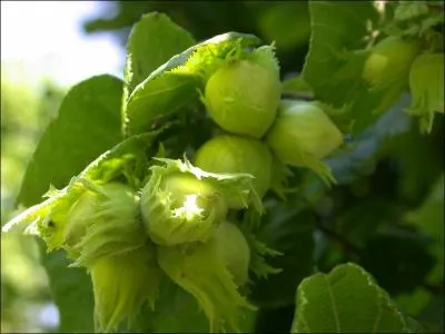 Jour 14 : Arbrisseau dont le fruit est une grosse noisette presque ronde.