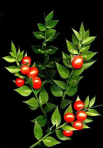 Jour 3. Autres noms de cet arbuste à baies rouges : épine de rat, buis piquant !