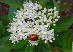 Jour 6 : petit arbuste dont la floraison blanche s'étale de novembre jusqu'au printemps.