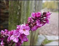 Jour 8 : bois gentil ou bois joli, c'est un arbrisseau dont les fleurs rouges ou roses s'épanouissent de février à mai, avant l'émergence des feuilles.