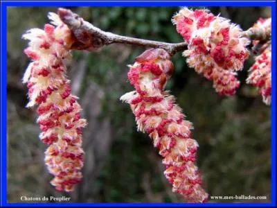 Jour 9 : grands arbres des lieux humides dont les fleurs réunies en chatons pendants apparaissent avant les feuilles caduques.