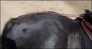 Qu'est ce Que n'est-on pas obligé de mettre et qui passe en dessous de la croupe ( queue) ?