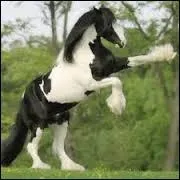 Que fait ce cheval ?
