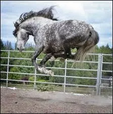 Le cheval....