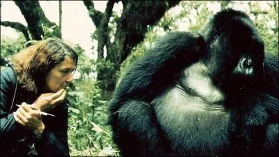 Décembre : Dian Fossey protégeait les gorilles des montagnes menacés par les braconniers. Elle a été assassinée le 26. Quelle actrice jouait son rôle dans ''Gorilles dans la brume'' ?