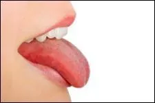 Comment appelle-t-on les capteurs présents sur notre langue ?