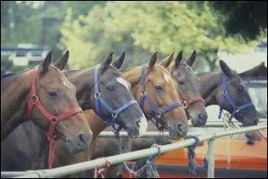 Pour aborder un cheval attaché, il faut :